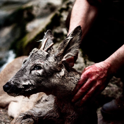 Roe Deer Hunt Scene on the Julian Prealps