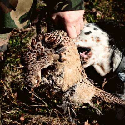 Pheasant Hunt Scene on the Eastern Friulian Hills