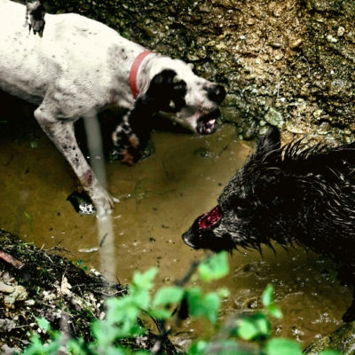 Fight between a Boar and a French Hound