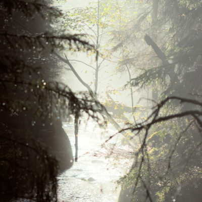 Lights among Firs and Birches in the Taiga