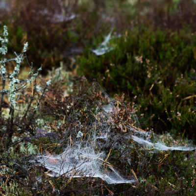 Mosses, Spider's Webs and Small Bushes