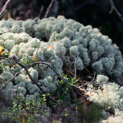 Lichens