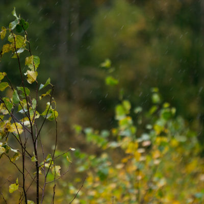 Freezing Rain in the Taiga