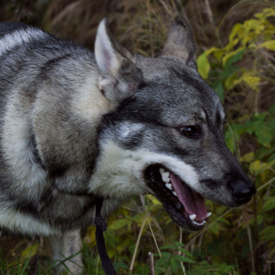 Jämthund Hound