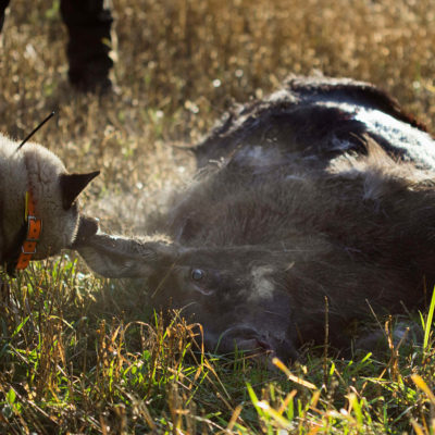 Norsk Elghund Grå Hound with Prey