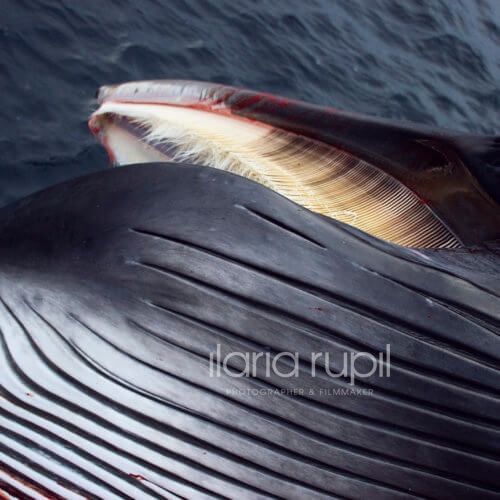 Whale Hunt Scene in the Barents Sea