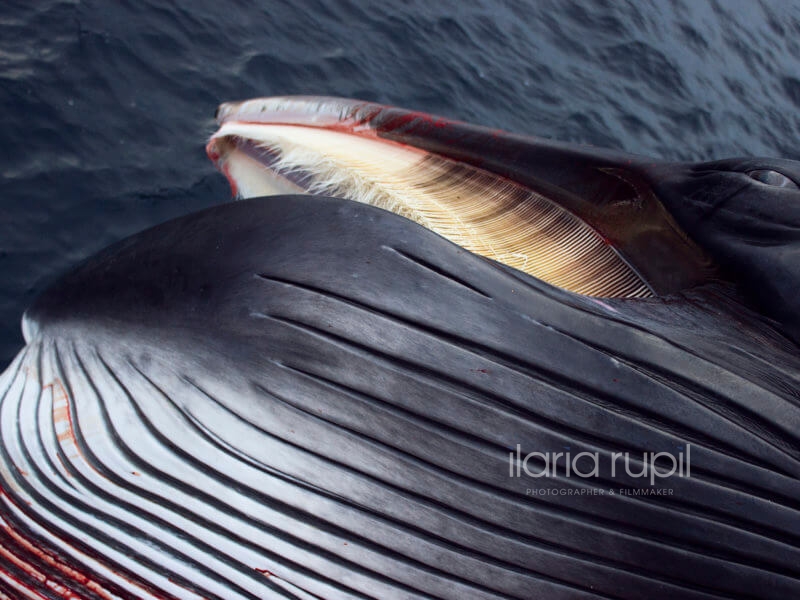 Whale Hunt Scene in the Barents Sea