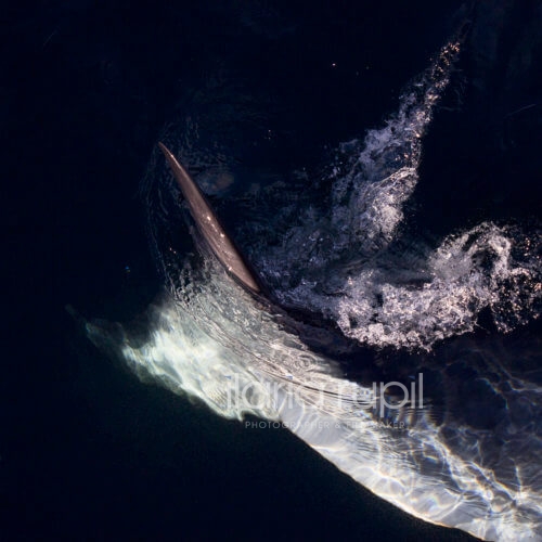Cetacean