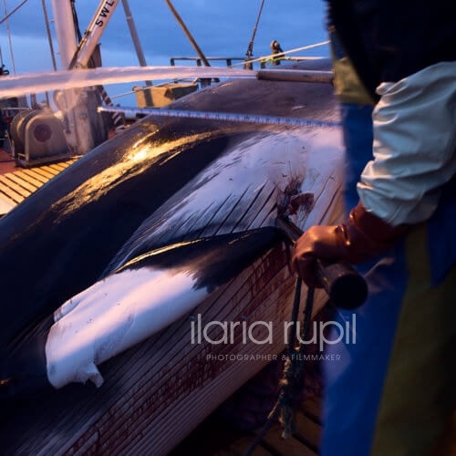 Harpoon Extraction
