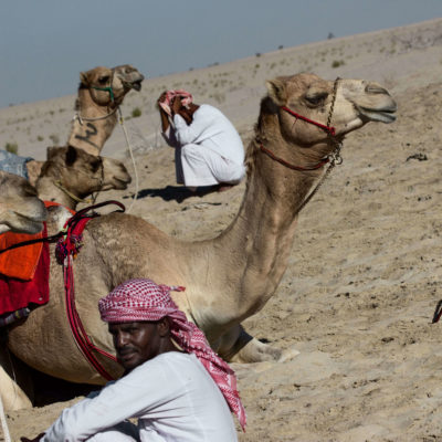 Dromedaries