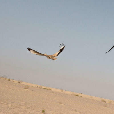 The Houbara Bustard