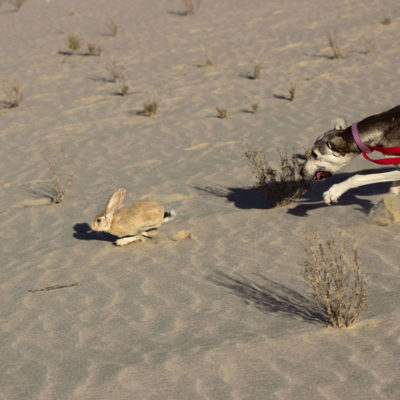 Antelope Jackrabbit and Saluki Hound