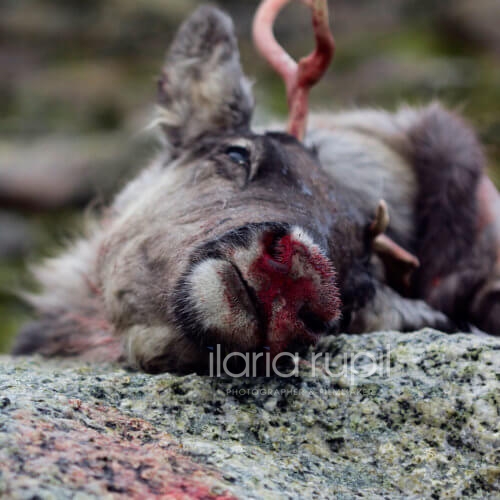 Reindeer Killed near Hallingskeid