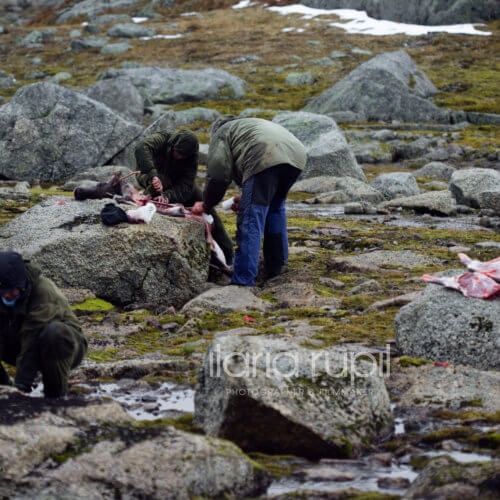 Hunters Butchering a Reindeer on Hardangervidda
