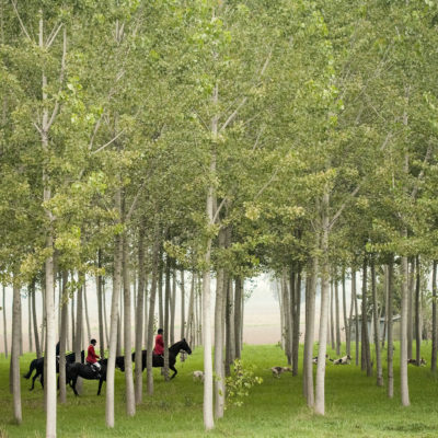 Hounds and Hunters Crossing a Poplar Grove in Emilia