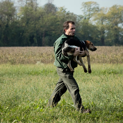Whipper-in Bringing back a Hound to the Pack