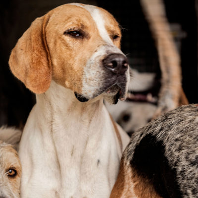 Foxhound