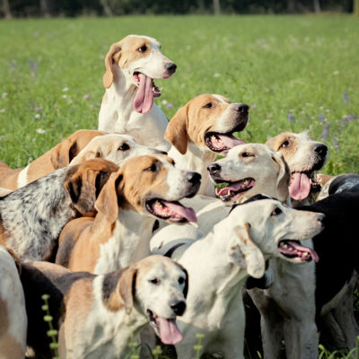 Pack before the Hunt