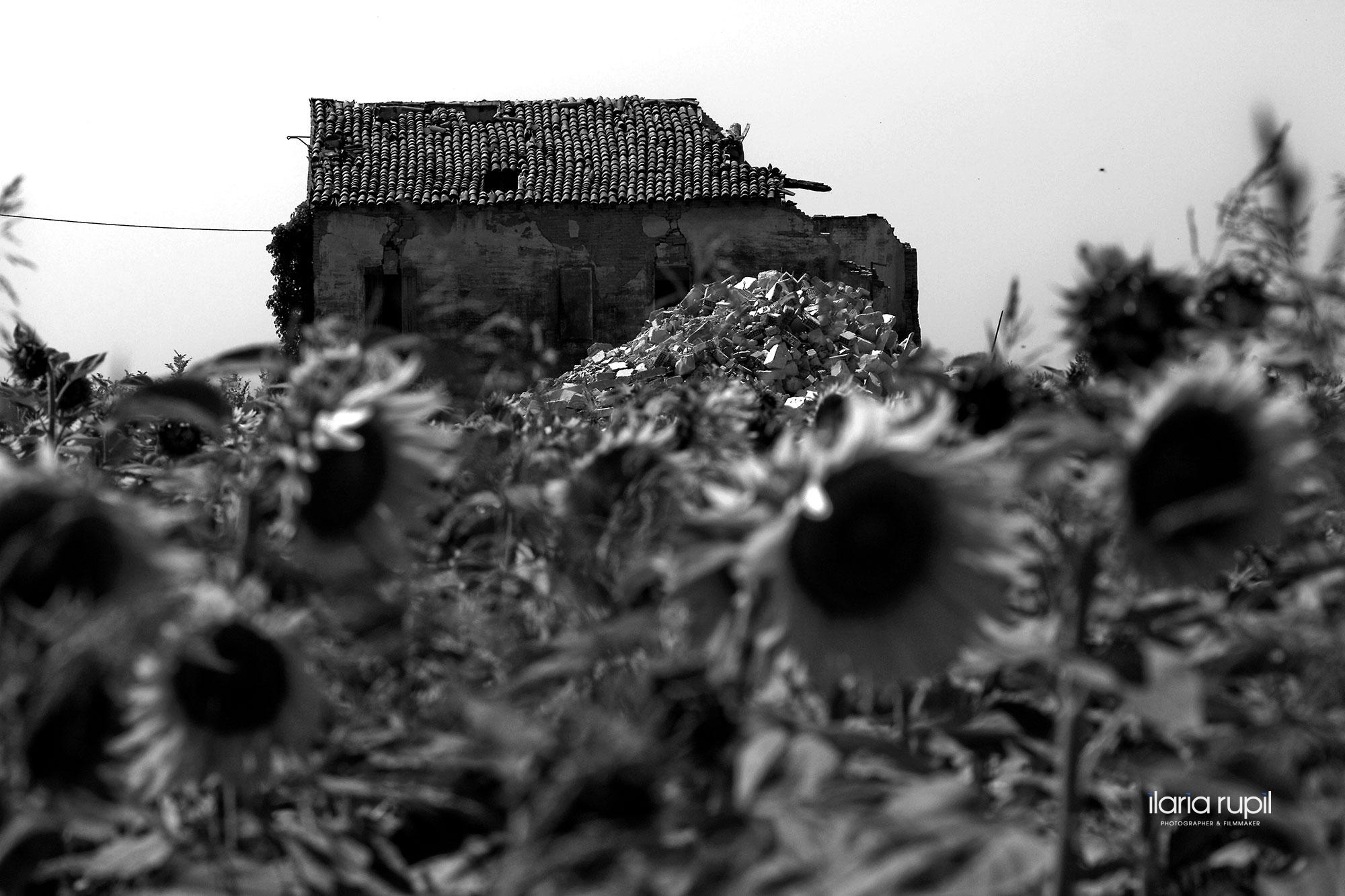 Ruins among Sunflowers in Rovereto sulla Secchia