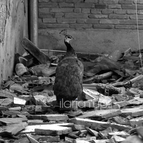 But Something is Reviving Again from the Ruins…
